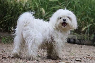 Portrait of white dog on field