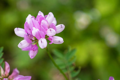 Close-up of pink flowering plant