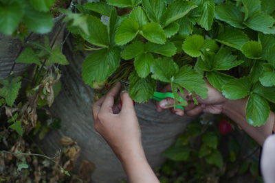 Strawberry ripe in the garden