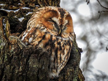 Close-up of owl perching on tree