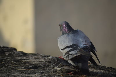 Close-up of pigeon perching on wood