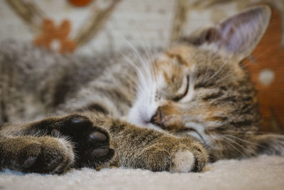 Close-up of cat sleeping