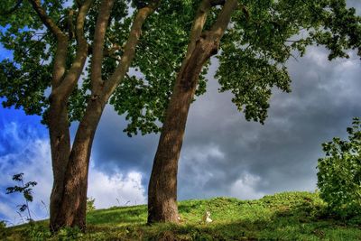 Trees growing on field against sky