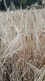 Close-up of stalks in field