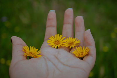 Close-up of hand on yellow flower