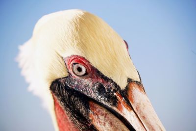 Close-up of bird against clear sky