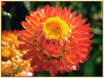 Close-up of red flowers