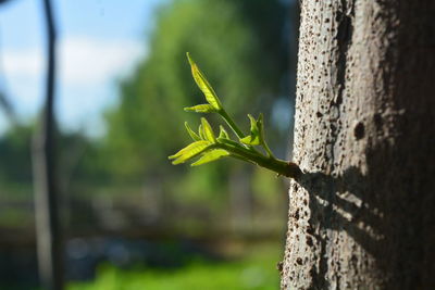 Close-up of plant against wall