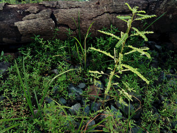 Close-up view of plants