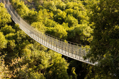 High angle view of trees in forest