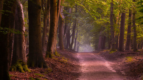 Dirt road amidst trees in forest