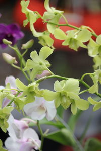 Close-up of purple flowering plant