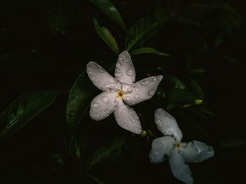 Close-up of water drops on plant