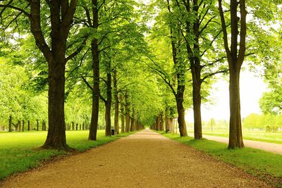 Road amidst trees on grassy field