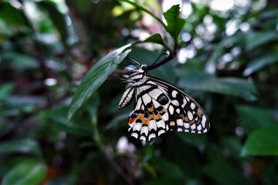 Close-up of butterfly on flower