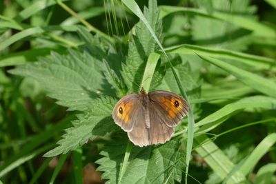 Close-up of butterfly on leaf