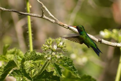 Close-up of bird perching on branch
