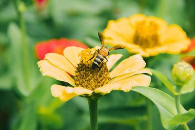 Close-up of bee pollinating flower