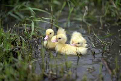 Close-up of a duck in lake