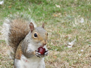 Close-up of squirrel on rock