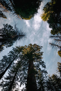 Low angle view of trees against sky