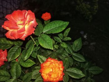 Close-up of red flowers blooming outdoors