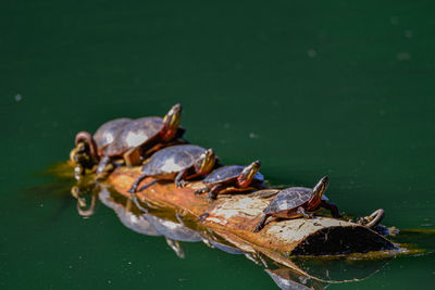 High angle view of crab in lake