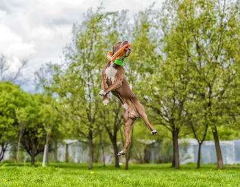 Horse in a field