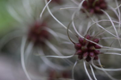 Close-up of flower