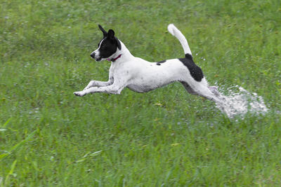 Dog jumping under a puddle of water