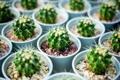 High angle view of potted plants