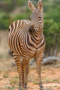 Close-up of zebra in grass field