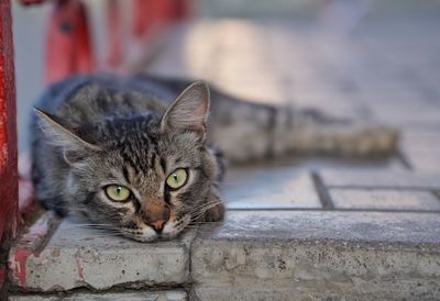 Close-up portrait of a cat