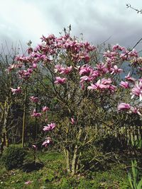 Low angle view of flower tree against sky