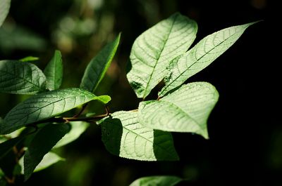 Close-up of leaves