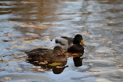 Two ducks swimming in lake