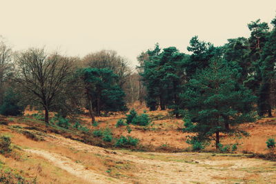 Trees on field against sky