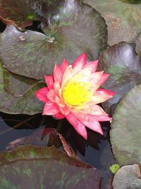 Close-up of lotus water lily in pond