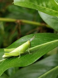 Close-up of insect on leaf