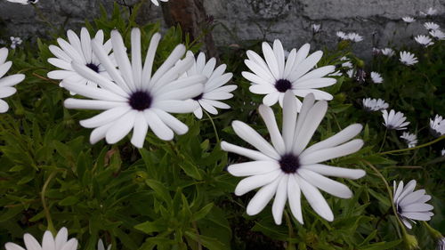 Close-up of white flowers blooming outdoors