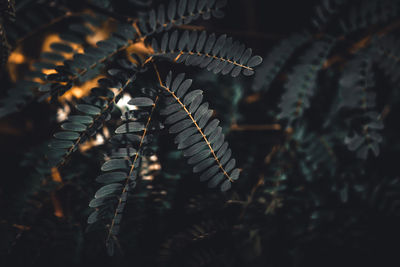 Close-up shot of dry fern in dark orange