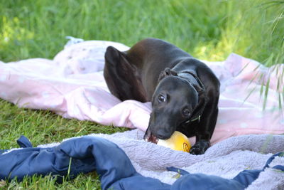 Dog resting on a field