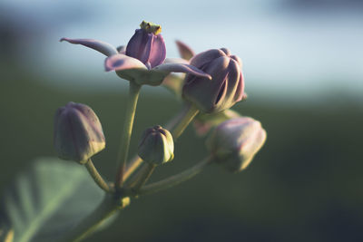 Close-up of purple flowering plant