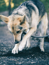 Close-up portrait of a dog