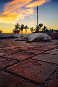 Silhouette of dog against sky at sunset