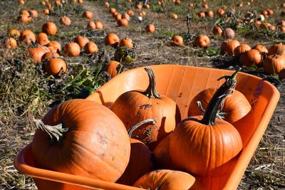 Pumpkins on field during autumn