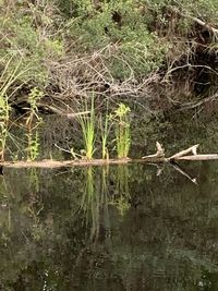 View of birds in lake