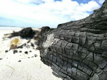 Close-up of lizard on beach against sky