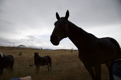 Horses on landscape against the sky