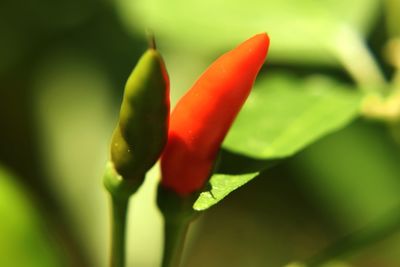 Close-up of red flower